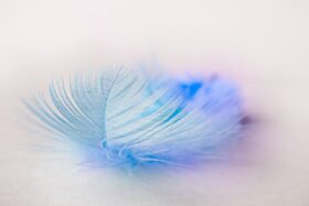 bird feather, feather, plume-5625806.jpg